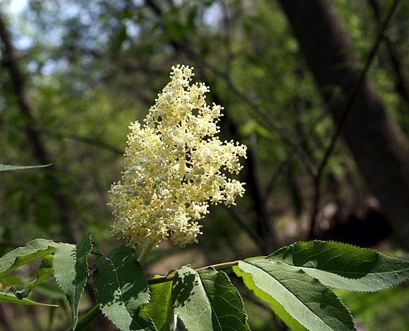 How to Identify & Propagate Red Elderberry (Sambucus racemosa) Flower