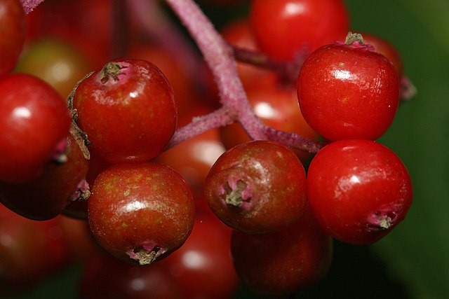 How to Identify & Propagate Red Elderberry (Sambucus racemosa) Fruit
