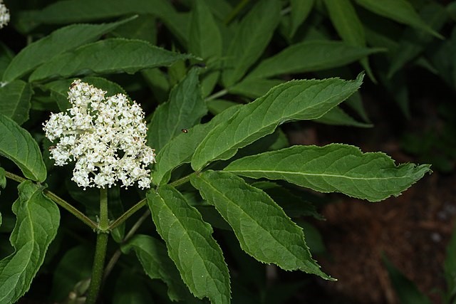 How to Identify & Propagate Red Elderberry (Sambucus racemosa) Leaf