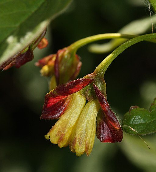How to Identify & Propagate Twinberry Honeysuckle (Lonicera involucrata) - Flower