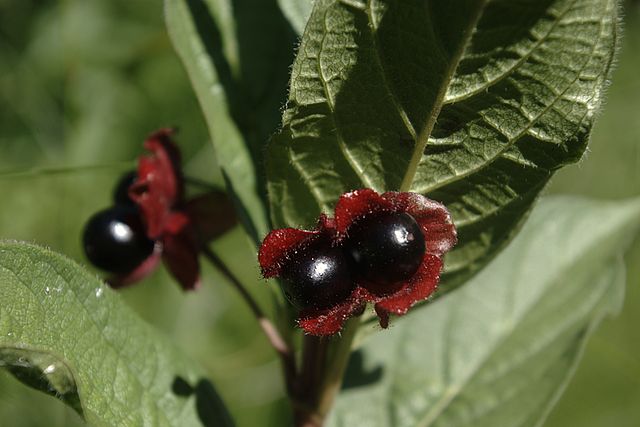 How to Identify & Propagate Twinberry Honeysuckle (Lonicera involucrata) - Fruit