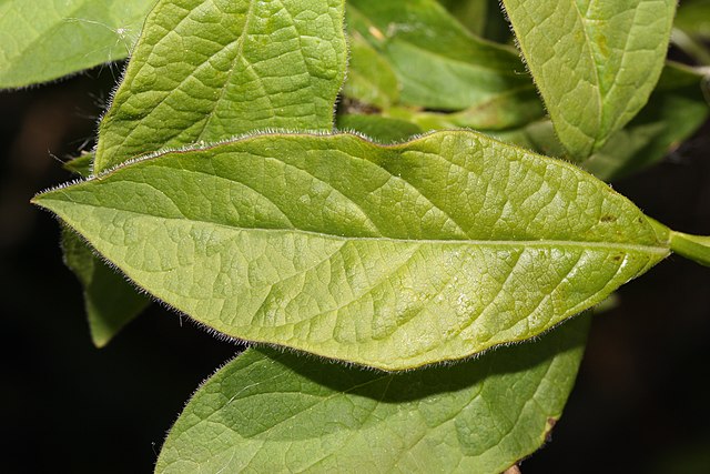 How to Identify & Propagate Twinberry Honeysuckle (Lonicera involucrata) - Leaf