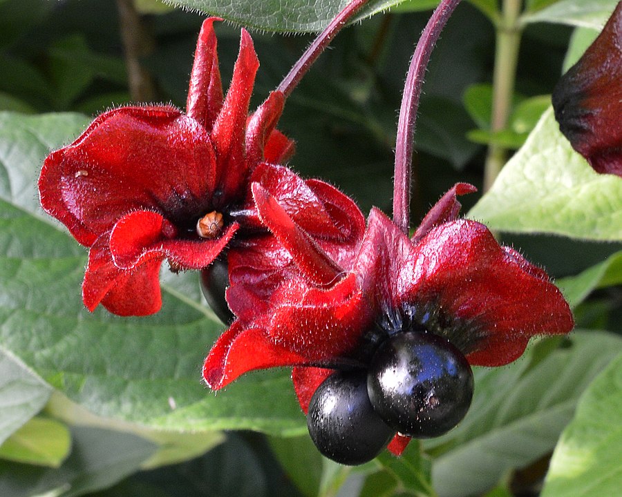 How to Identify & Propagate Twinberry Honeysuckle (Lonicera involucrata)