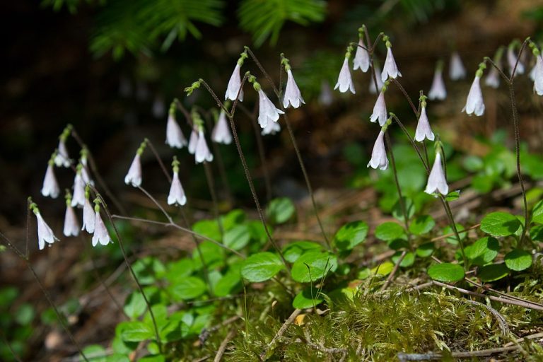 How to Identify & Propagate Twinflower (Linnaea borealis)