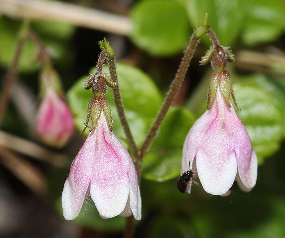 How to Identify & Propagate Twinflower (Linnaea borealis) - Flower
