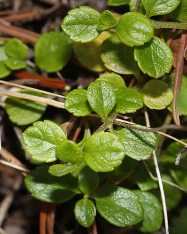 How to Identify & Propagate Twinflower (Linnaea borealis) - Leaf