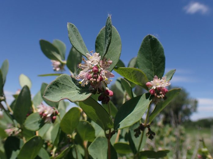 How to Identify & Propagate Western Snowberry (Symphoricarpos occidentalis)