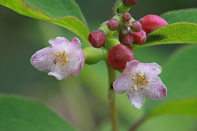 How to Identify & Propagate Western Snowberry (Symphoricarpos occidentalis) - Flower