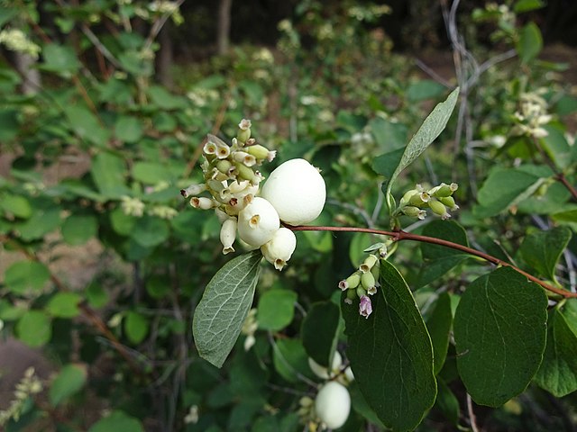 How to Identify & Propagate Western Snowberry (Symphoricarpos occidentalis) - Fruit