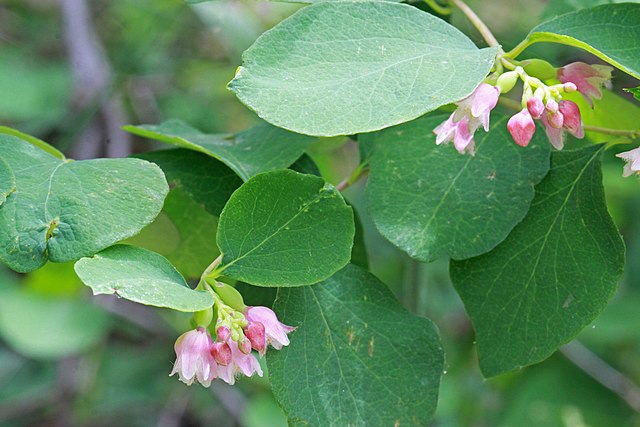 How to Identify & Propagate Western Snowberry (Symphoricarpos occidentalis) - Leaf