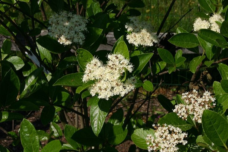 How to Identify & Propagate Wild Raisin (Viburnum nudum)