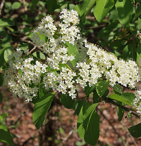 How to Identify & Propagate Wild Raisin (Viburnum nudum) - Flower (2)