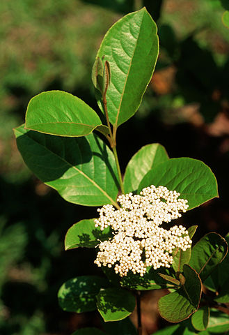 How to Identify & Propagate Wild Raisin (Viburnum nudum) - Flower