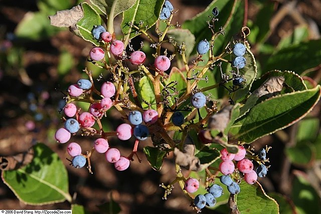 How to Identify & Propagate Wild Raisin (Viburnum nudum) - Fruit