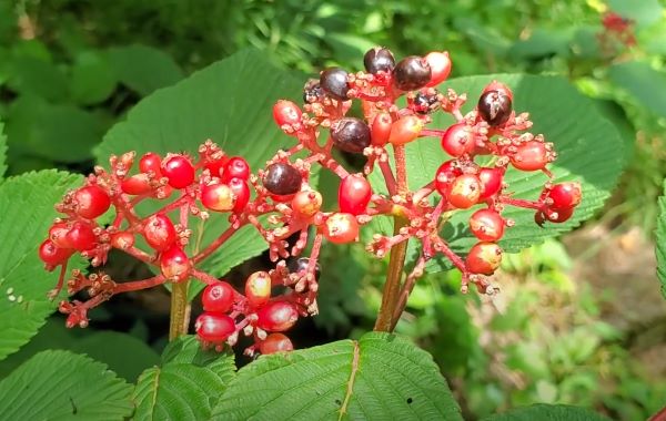 How to Propagate Viburnum - Ripe Viburnum Seeds