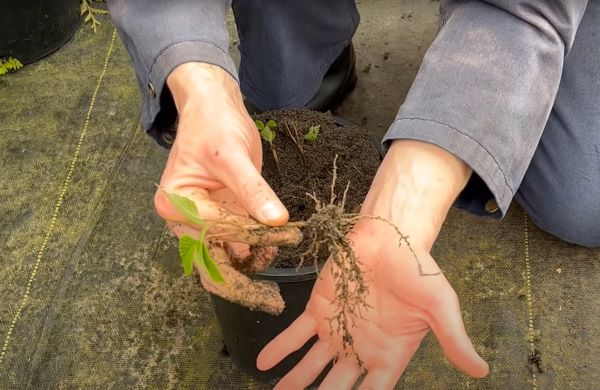 How to propagate viburnun - semi-hardwood cutting roots