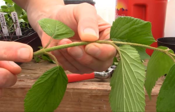 How to propagate viburnun - semi-hardwood cuttings