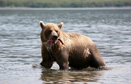 Interior Alaska-Yukon Lowland Taiga