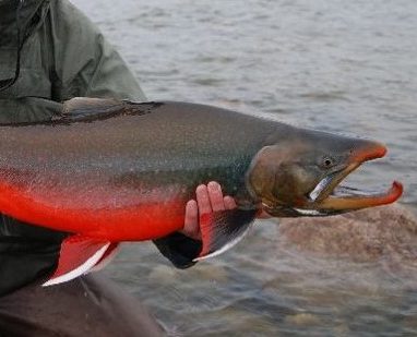 boreal-forest-fish-species-arctic-char