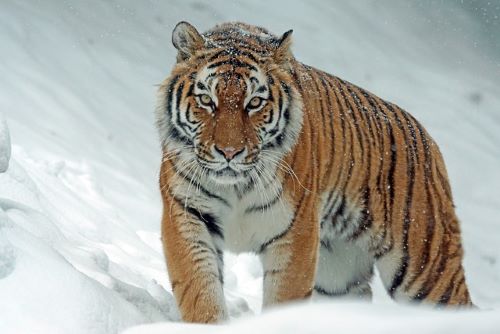 Northeast Siberian Taiga - Boreal Ecoregion