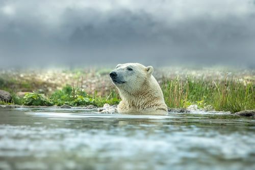 Southern-Hudson-Bay-Taiga-1