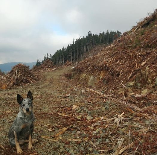 Tree Planting - BC