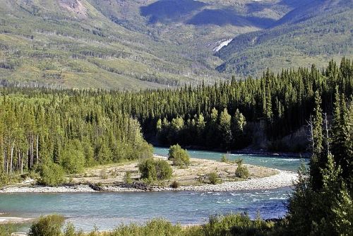 Yukon Interior Dry Forests