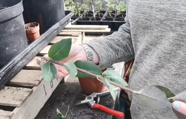 How to Propagate Lonicera from Stem Cuttings 2
