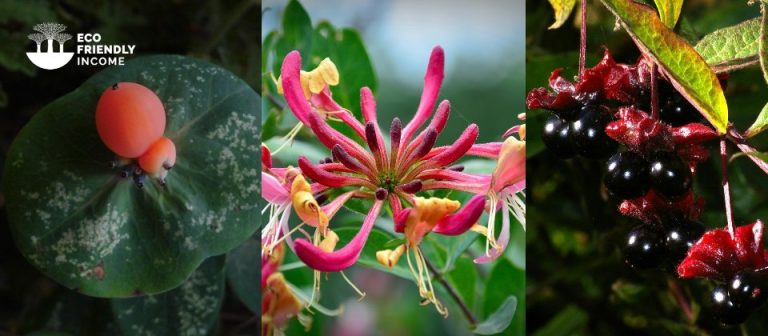 How to Propagate Lonicera from Stem Cuttings or Sowing Seeds (2)