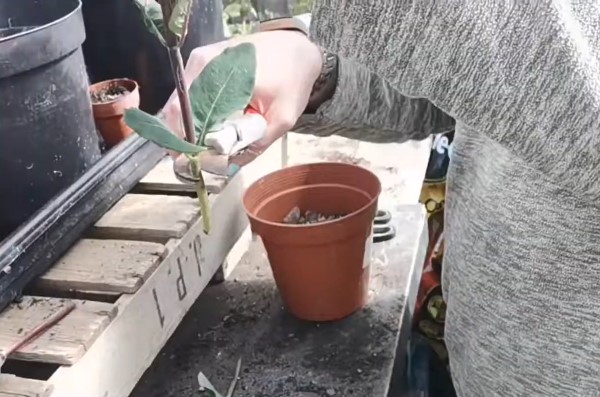 How to Propagate Lonicera from Stem Cuttings