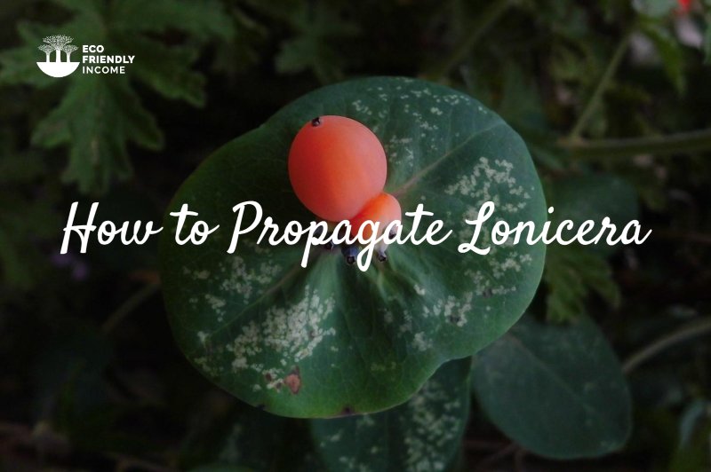 How to Propagate Lonicera