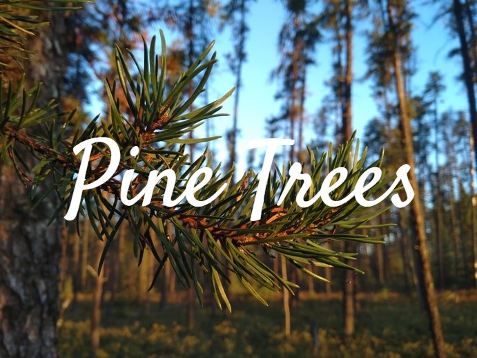Jackpine-Pinus-banksiana-needles-1-1