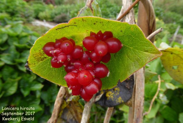 Lonicera hirsuta fruit