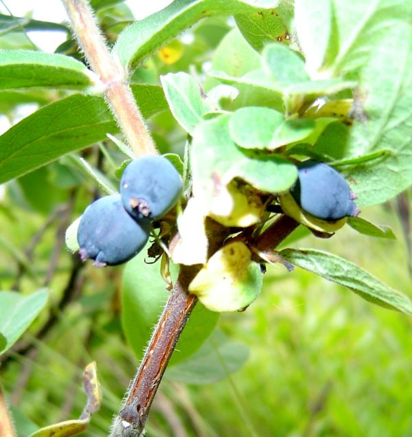 Mountain-fly-honeysuckle-Lonicera-villosa-fruit
