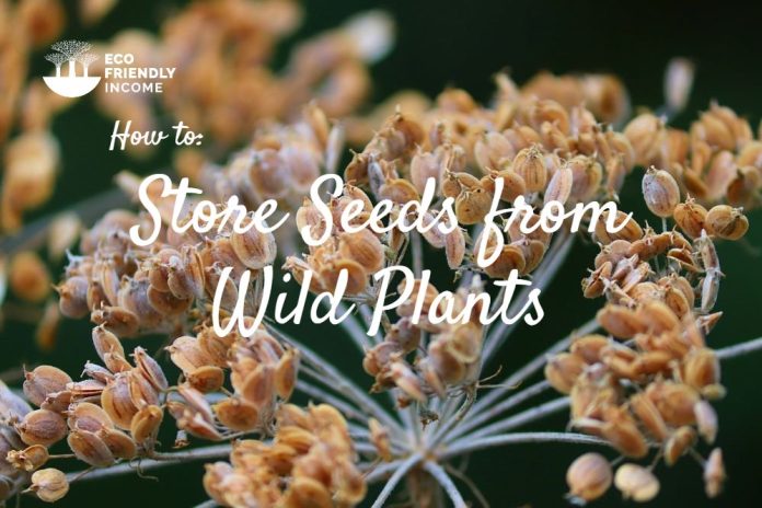How to Store Seeds from Native Plants - (1)