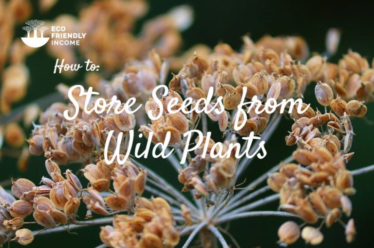 How to Store Seeds From Native Plants