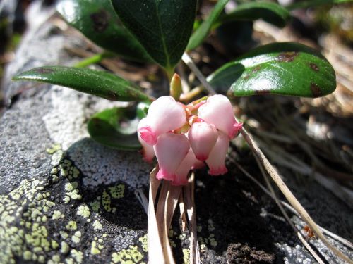 Bearberry - Arctostaphylos uva-ursi - Zone 2 Spring Flowering Shrubs