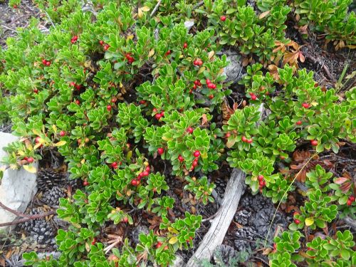 Bearberry fruits - Arctostaphylos uva-ursi - Zone 2 Spring Flowering Shrubs