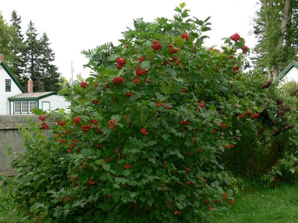 Highbush-Cranberry-Viburnum-trilobum-Americanum-Zone 2 Native Shrubs