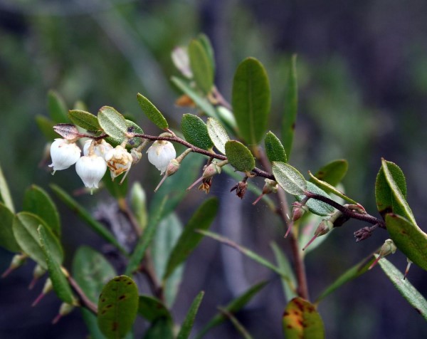 Leatherleaf - chamaedaphne calyculata - Zone 2 Spring Flowering Shrubs 2