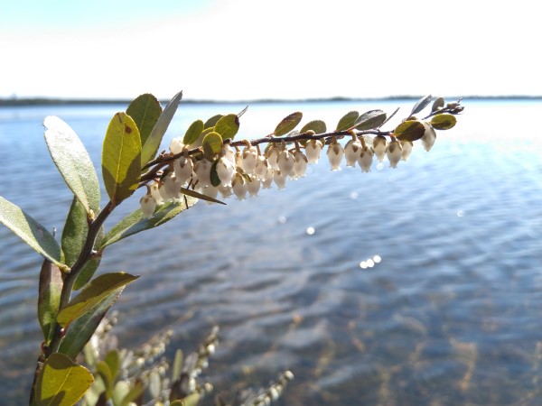 Leatherleaf - chamaedaphne calyculata - Zone 2 Spring Flowering Shrubs