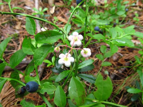 Pipsissewa (Chimaphila umbellata) Zone 2 Spring Flowering Shrubs 2