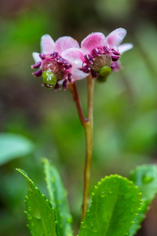 Pipsissewa (Chimaphila umbellata) Zone 2 Spring Flowering Shrubs