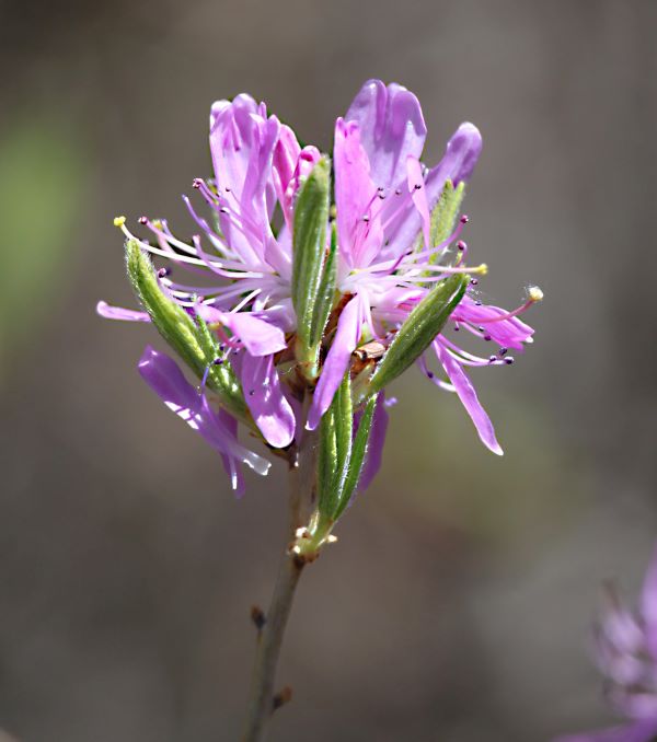 Rhodora ( Rhododendron canadense) Zone 2 native shrubs 2