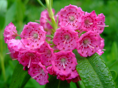 Sheep Laurel - Kalmia angustifolia zone 2 native shrub 2