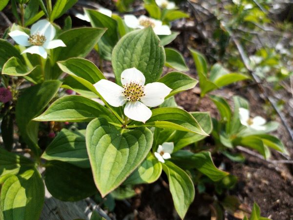 Zone 2 Native Flowering Shrubs - Bunchberry 2