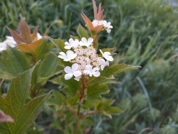 Zone 2 Native Flowering Shrubs - Highbush Cranberry