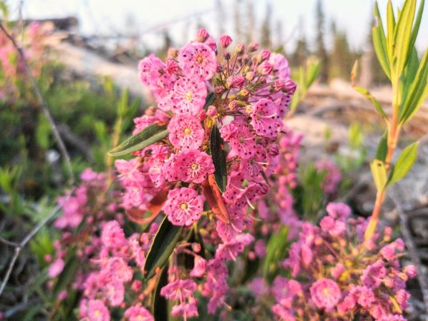 Zone 2 Native Flowering Shrubs - Kalmia