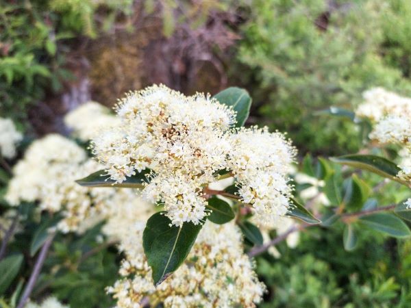 Zone 2 Native Flowering Shrubs - Wild Raisin