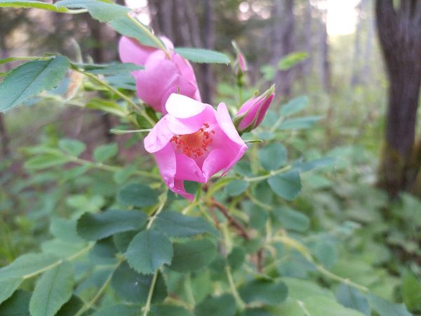 Zone 2 Native Flowering Shrubs - Wild Rose